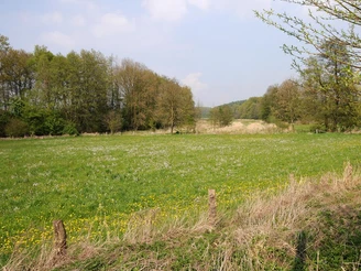 Grüne Wiese im NSG Kilverbachtal mit blühenden Wildblumen, umgeben von Bäumen unter blauem Himmel.