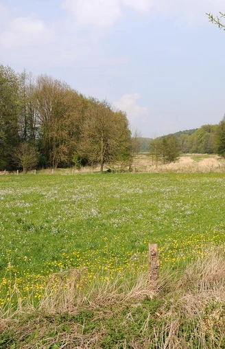 Grüne Wiese im NSG Kilverbachtal mit blühenden Wildblumen, umgeben von Bäumen unter blauem Himmel.