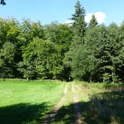 Voßholz Waldweg führt in einen dichten Mischwald, umgeben von grünen Wiesen und hohen Bäumen.