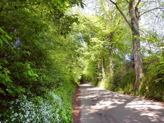Ein schattiger Weg führt durch dichte, grüne Bäume mit Sonnenstrahlen, die den Boden sanft erhellen.