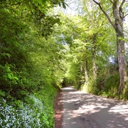 Hohlweg Ein schattiger Weg führt durch dichte, grüne Bäume mit Sonnenstrahlen, die den Boden sanft erhellen.