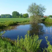 Rötekuhlen und Laubfrosch Ein kleiner Tümpel in grüner Landschaft, von Bäumen und Gräsern umrahmt, spiegelt den blauen Himmel.