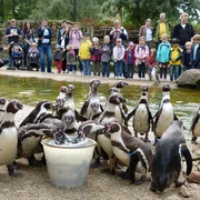 NaturZoo Rheine Humboldtpinguine fressen aus einem Eimer, während Familien und Kinder sie fasziniert beobachten.