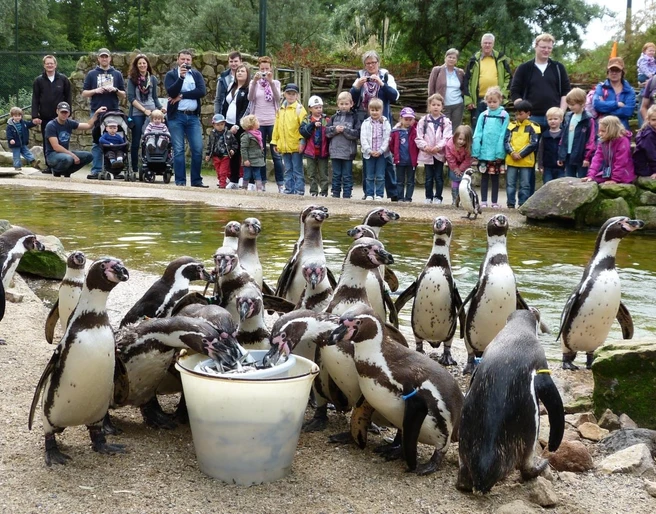 NaturZoo Rheine Humboldtpinguine fressen aus einem Eimer, während Familien und Kinder sie fasziniert beobachten.