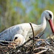 Storchenstation Weißstorchpaar im Nest mit einem sitzenden und einem stehenden Storch vor verschwommenem Hintergrund.