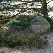 230818_Behringer_Heide_CCBYSA_Bispingentouristik_DM-10.jpg Das Bild zeigt einen großen Findling mit der Aufschrift "Zur schönen Aussicht", umgeben von blühender Heide und Kiefern.