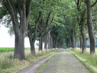 Historische Straße Baumgesäumte Kopfsteinpflasterstraße führt durch eine Allee aus hohen, grünen Eichenbäumen.