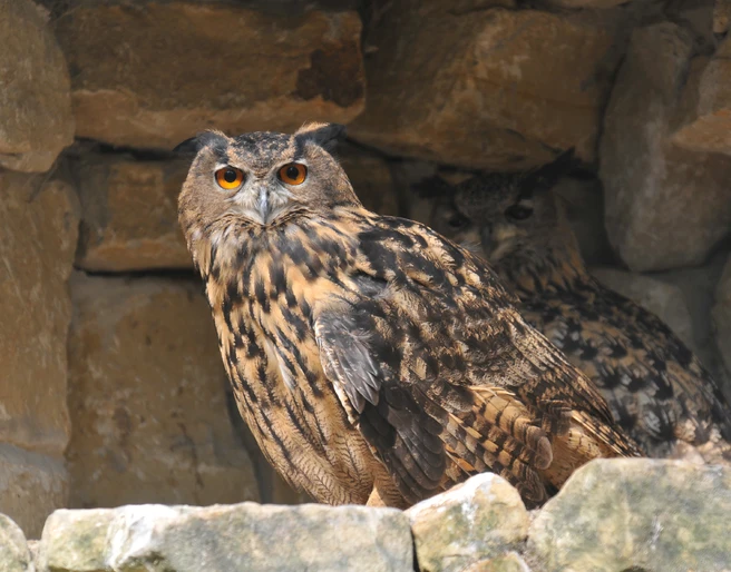 Uhu im NABU-Artenschutzzentrum Uhu im NABU-Artenschutzzentrum in Leiferde