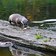 Otter frisst einen Fisch im Otter-Zentrum in Hankensbüttel  Otter frisst einen Fisch im Otter-Zentrum in Hankensbüttel