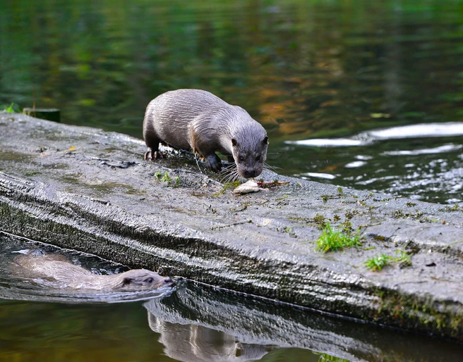 Otter frisst einen Fisch im Otter-Zentrum in Hankensbüttel  Otter frisst einen Fisch im Otter-Zentrum in Hankensbüttel