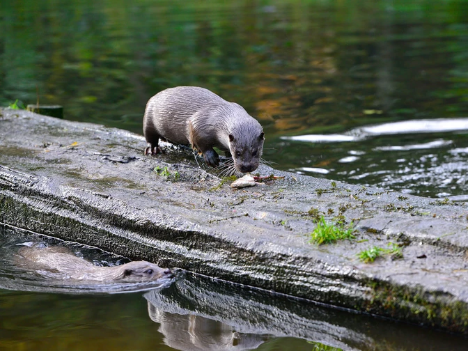 Otter frisst einen Fisch im Otter-Zentrum in Hankensbüttel  Otter frisst einen Fisch im Otter-Zentrum in Hankensbüttel
