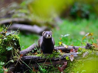 Iltis im Otter-Zentrum Iltis sitzt auf einem Baumstamm im Grünen im Otter-Zentrum Hankensbüttel