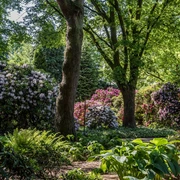 rhododendron-park-lila-rosa