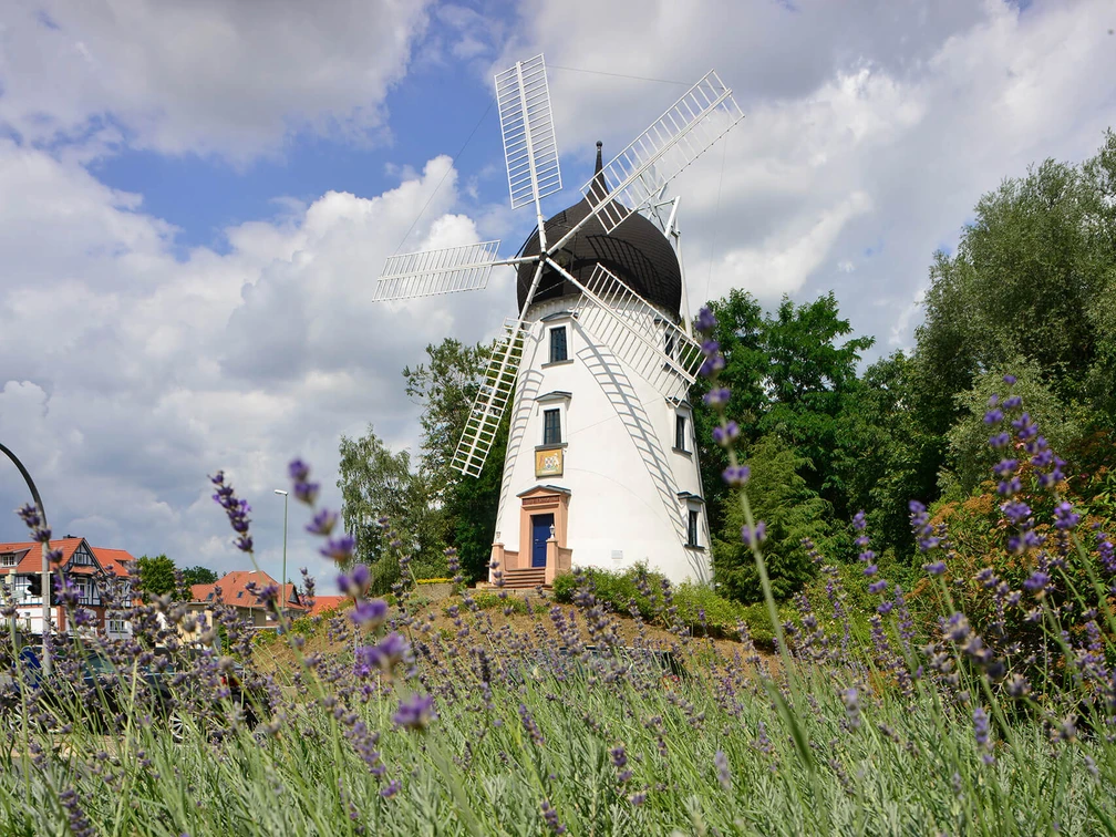 Gifhorner Hochzeitsmühle Lady Devorgilla Blick auf die weiße Hochzeitsmühle Lady Devorgilla in Gifhorn