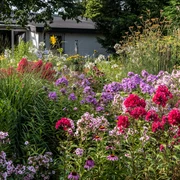 garten-stolle-wiefelstede-6 Ein farbenfroher Blumengarten mit bunten Phloxen und Gräsern vor einem kleinen, grauen Gebäude.