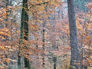 riesewohld-albersdorf-natur-waldweg-schleswig-holstein