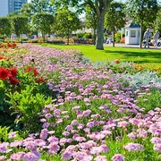 Kurpark-Blumen_03.jpg