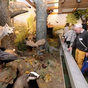 Ausstellung Jagdmuseum Wulff Besuchergruppe in der Ausstellung heimischer Wildtiere im Jagdmuseum Wulff