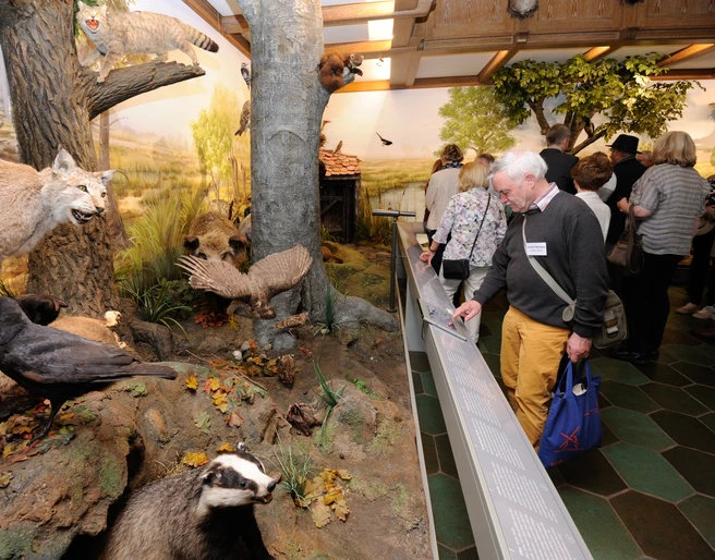 Ausstellung Jagdmuseum Wulff Besuchergruppe in der Ausstellung heimischer Wildtiere im Jagdmuseum Wulff