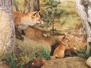 Diorama von Familie Fuchs im Jagdmuseum Wulff in Oerrel Diorama von Familie Fuchs im Jagdmuseum Wulff in Oerrel