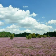 Heidegebiet Heiliger Hain Blick auf die lila blühende Heide im Heiligen Hain in der Südheide Gifhorn
