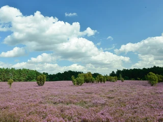 Heidegebiet Heiliger Hain Blick auf die lila blühende Heide im Heiligen Hain in der Südheide Gifhorn