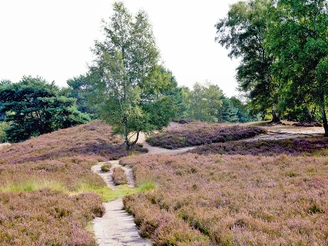 Gifhorner Heide Blick in die Gifhorner Heide in Winkel