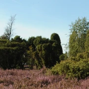 Bokeler Heide (Beispiel) Bokeler Heide (Beispiel)