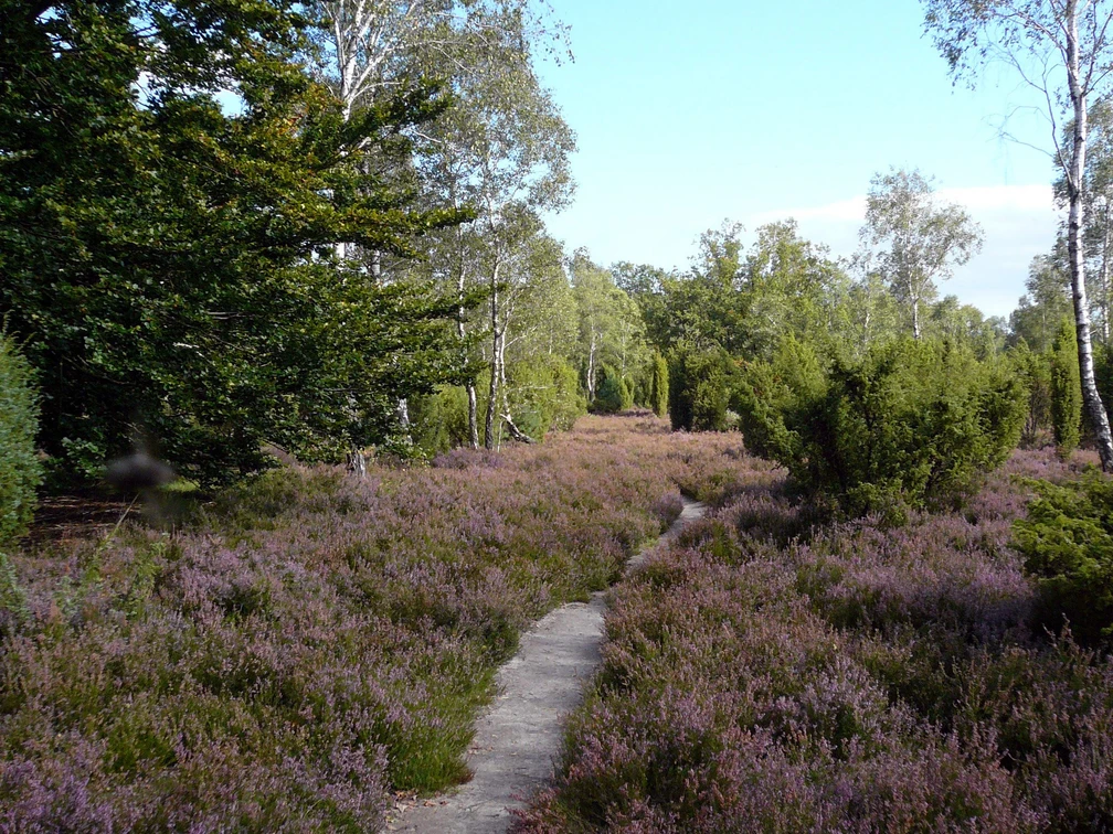 Repker Schnuckenheide Repker Schnuckenheide in der Südheide Gifhorn