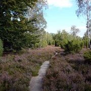 Repker Schnuckenheide Repker Schnuckenheide in der Südheide Gifhorn