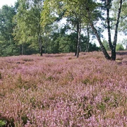 Oerreler Heide Oerreler Heide in der Südheide Gifhorn