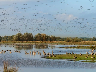Meerbruchswiesen Vögel schwimmen und fliegen über einem weitläufigen Feuchtgebiet mit Wasser und grüner Vegetation.
