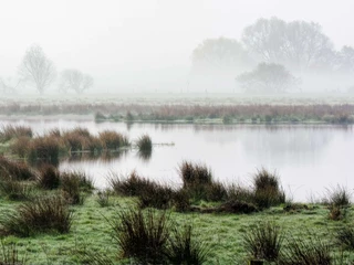 Meerbruch Nebelverhangene Seenlandschaft mit Gras und Bäumen. Sanft spiegelndes Wasser in ruhiger Atmosphäre.