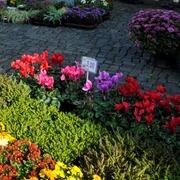 Blumenstand am Wochenmarkt in Isenbüttel Blumenstand am Wochenmarkt in Isenbüttel
