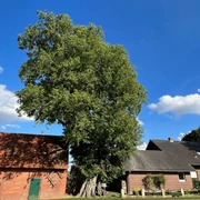Ulme-in-Bierde.jpg Eine große Ulme ragt majestätisch vor blauem Himmel zwischen traditionellen Backsteinhäusern empor.