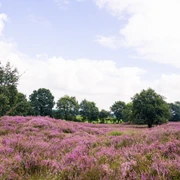 Grabhügelfeld Mansenberge