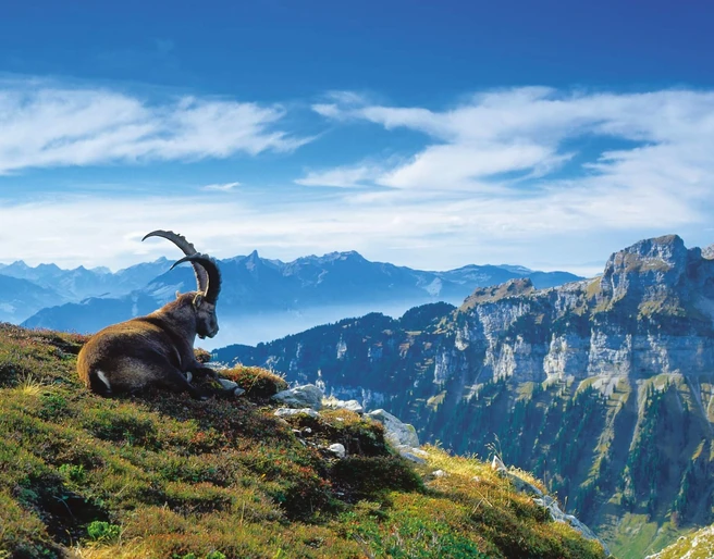 niederhorn-steinbock-herbst-panorama-bergausfluege