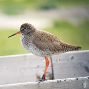Nationalpark-Haus- Der Rotschenkel