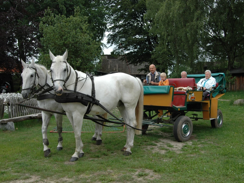kutsche-lüneburger-heide