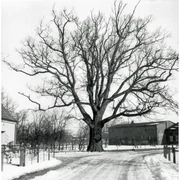 Alte Eiche in Schafstedt