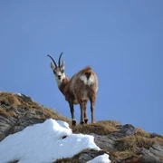 habkern-wildbeobachtung-fruehling-gaemse
