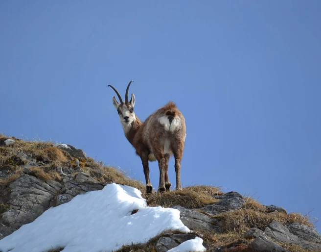 habkern-wildbeobachtung-fruehling-gaemse