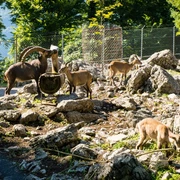 brienz-wildpark-steinboecke