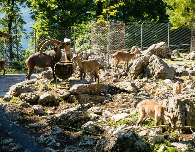 brienz-wildpark-steinboecke