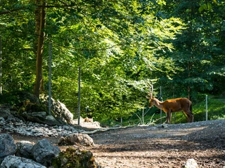 brienz-wildpark-hirsch