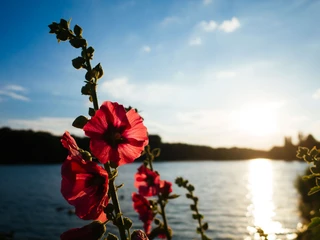 Decksteiner Pond Leuchtend rote Blüten vor dem malerischen Decksteiner WeiherBright red flowers in front of the picturesque Deckstein pond