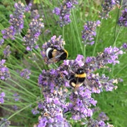 Finkens Garten Das Bild zeigt zwei Hummeln, die auf blühenden Lavendelblüten sitzen. Die Blüten in lebhaftem Violett sind von grünem Laub umgeben und stehen in voller Blüte.The picture shows two bumblebees sitting on blooming lavender flowers. The vivid purple flowers are surrounded by green foliage and are in full bloom.