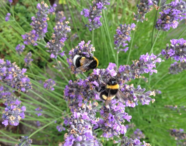 Finkens Garten Das Bild zeigt zwei Hummeln, die auf blühenden Lavendelblüten sitzen. Die Blüten in lebhaftem Violett sind von grünem Laub umgeben und stehen in voller Blüte.The picture shows two bumblebees sitting on blooming lavender flowers. The vivid purple flowers are surrounded by green foliage and are in full bloom.