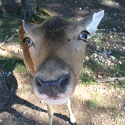 Lindenthal animal park Ein neugieriges Reh, von Bäumen umgeben, blickt im Lindenthaler Tierpark in die Kamera.A curious deer, surrounded by trees, looks into the camera at Lindenthal Zoo.