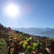 hilterfingen-rebbau-sonnenschein-sommer-thunersee